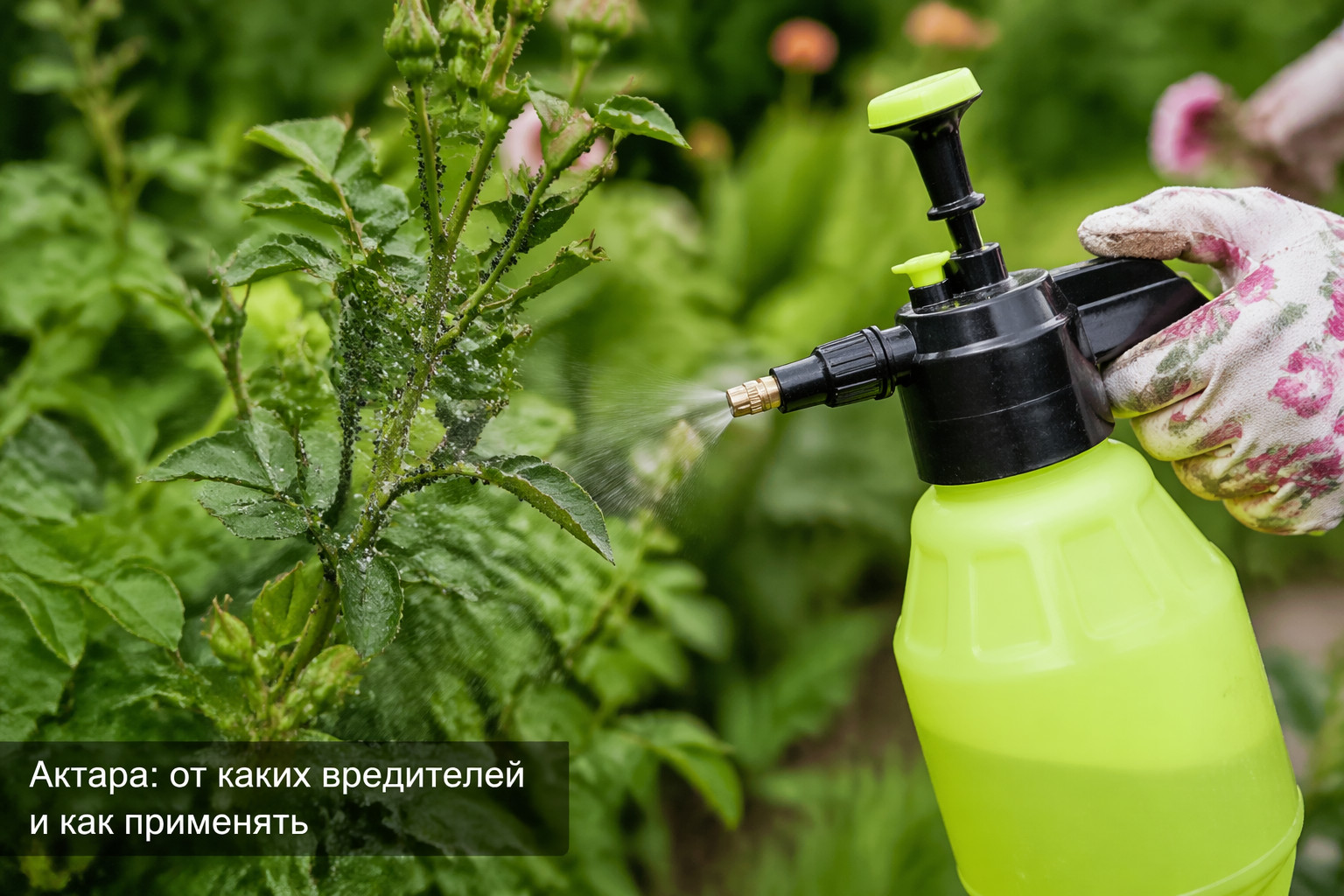 Актара: от каких вредителей и как применять