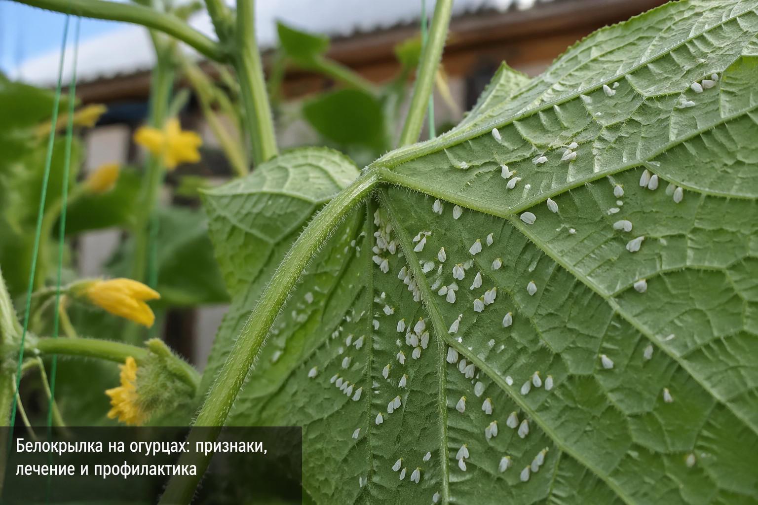 Белокрылка на огурцах: признаки, лечение и профилактика
