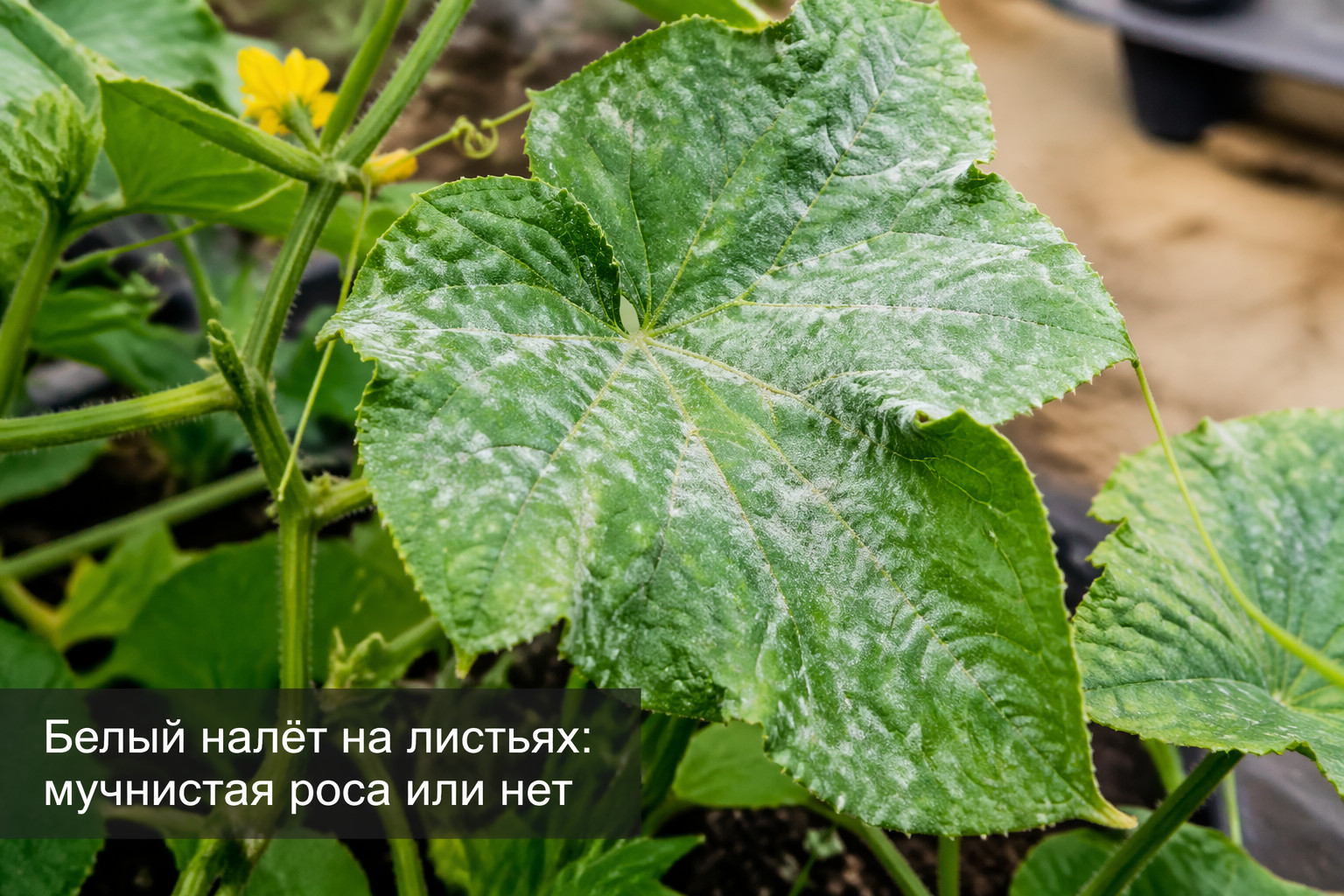 Белый налёт на листьях: мучнистая роса или нет