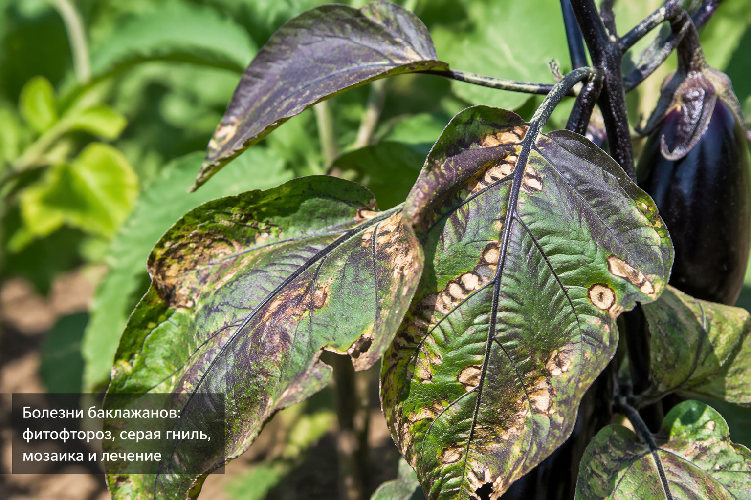Болезни баклажанов: фитофтороз, серая гниль, мозаика и лечение