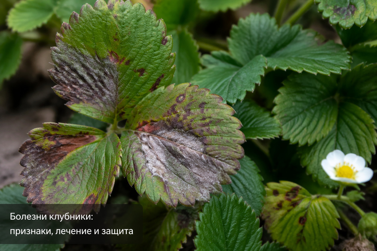Болезни клубники: признаки, лечение и защита