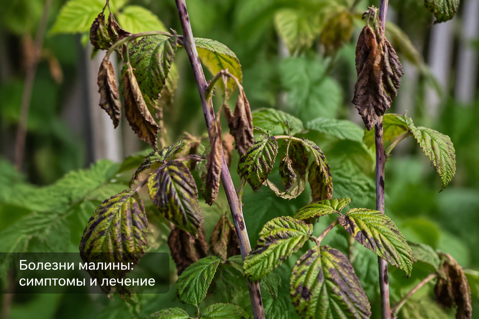 Болезни малины: симптомы и лечение