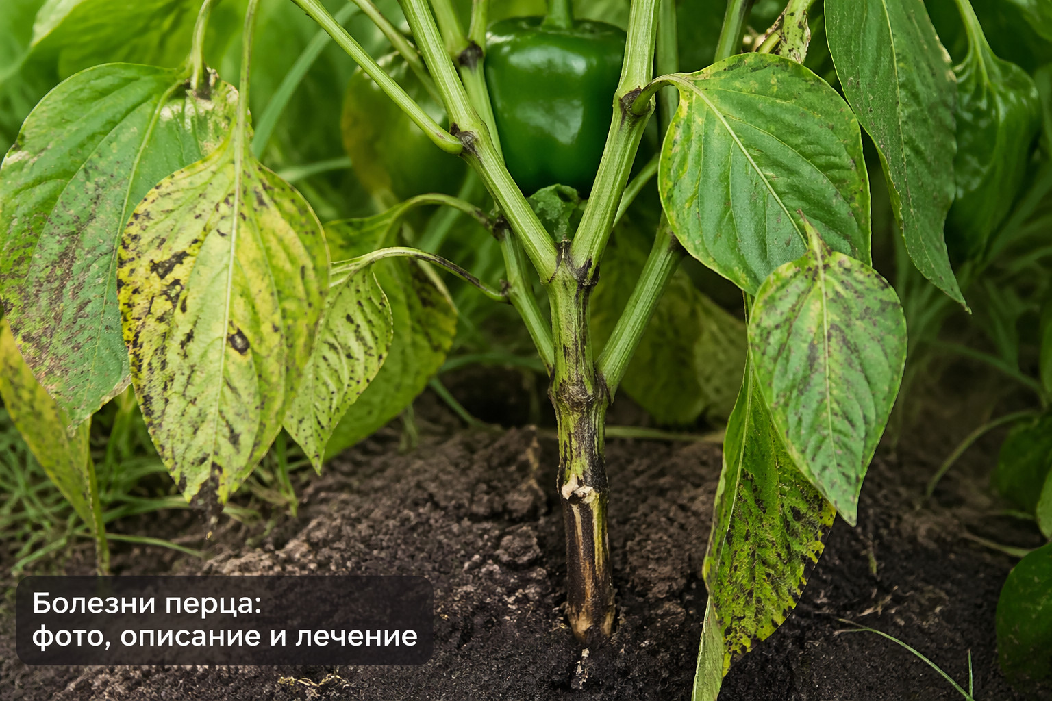 Болезни перца: фото, описание и лечение