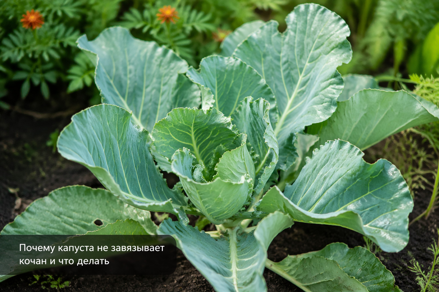 Почему капуста не завязывает кочан и что делать