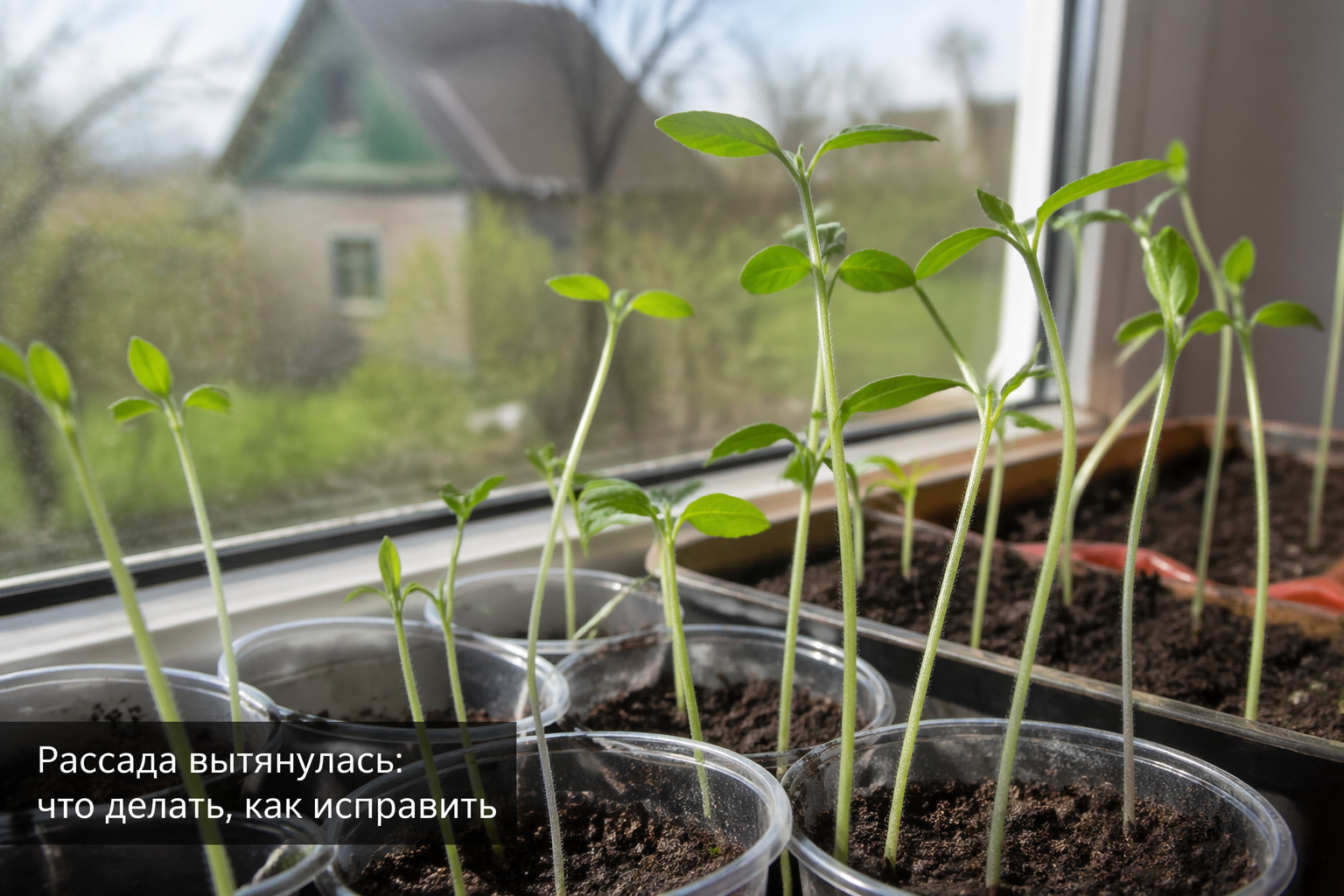 Рассада вытянулась: что делать, как исправить