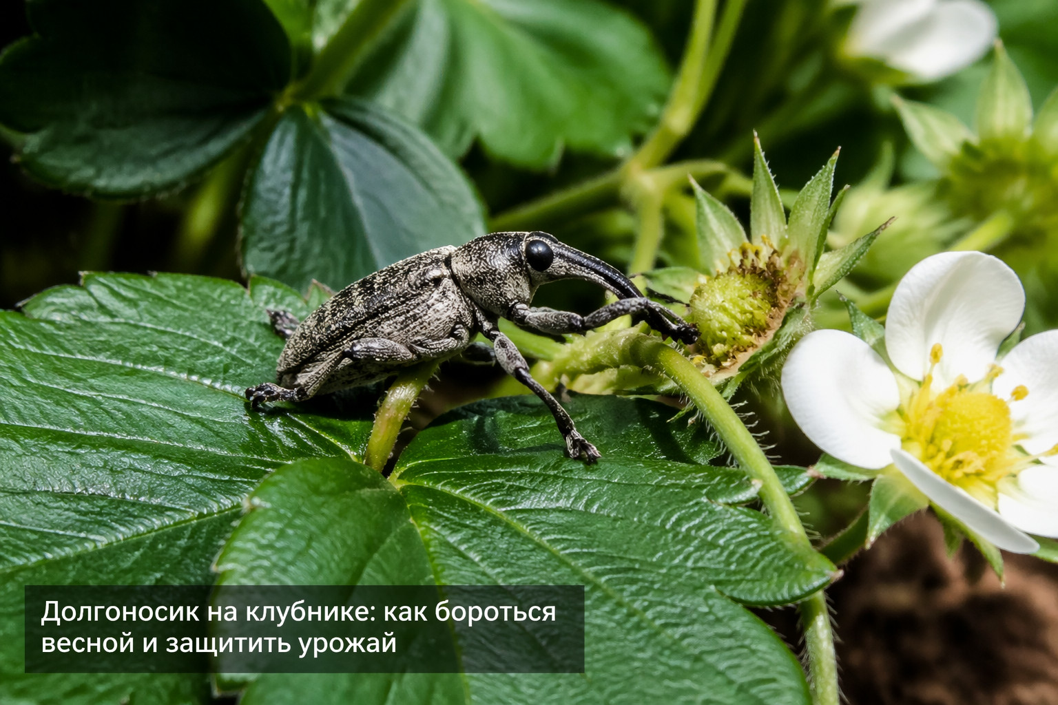 Долгоносик на клубнике: как бороться весной и защитить урожай