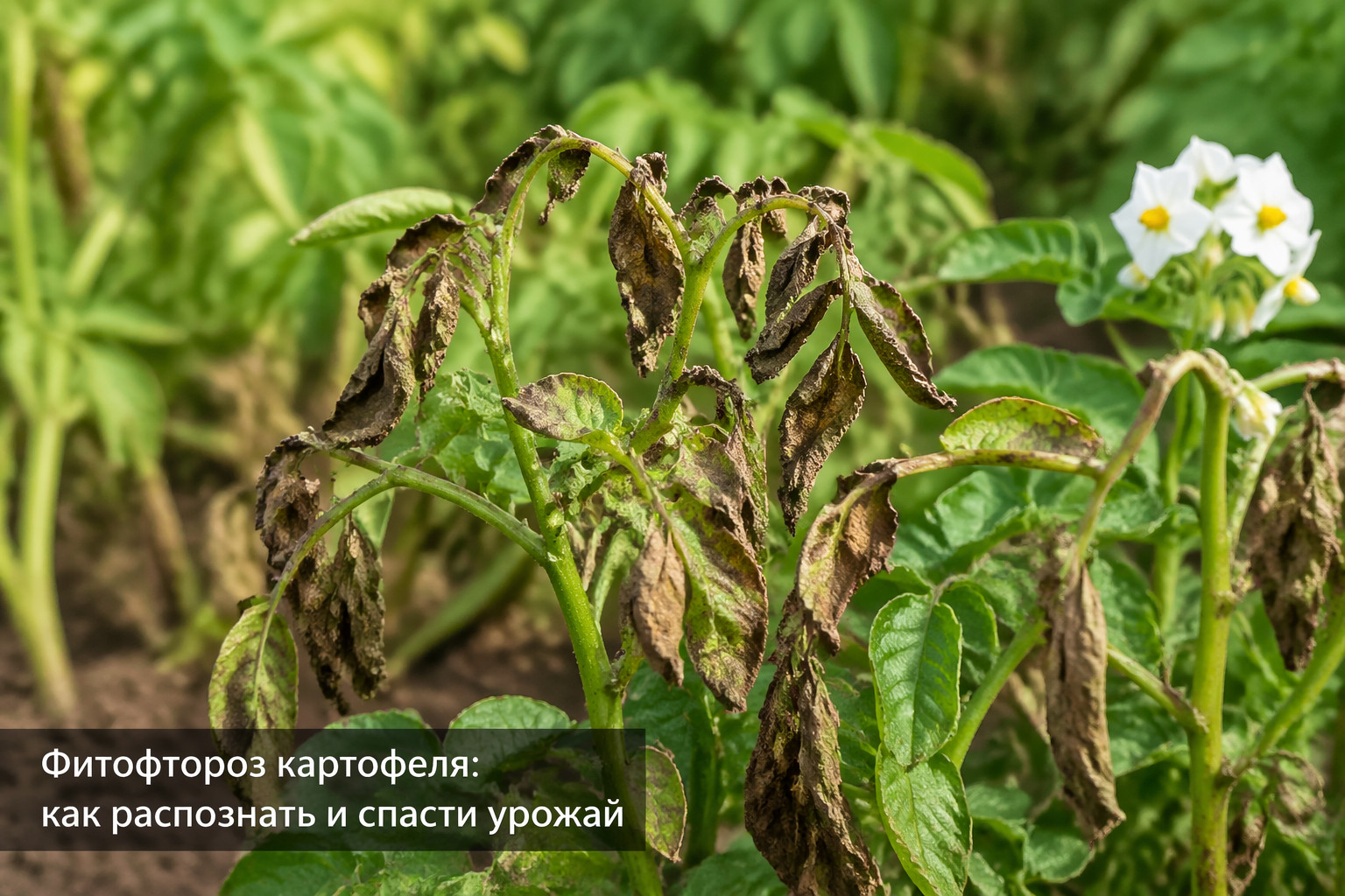 Фитофтороз картофеля: как распознать и спасти урожай