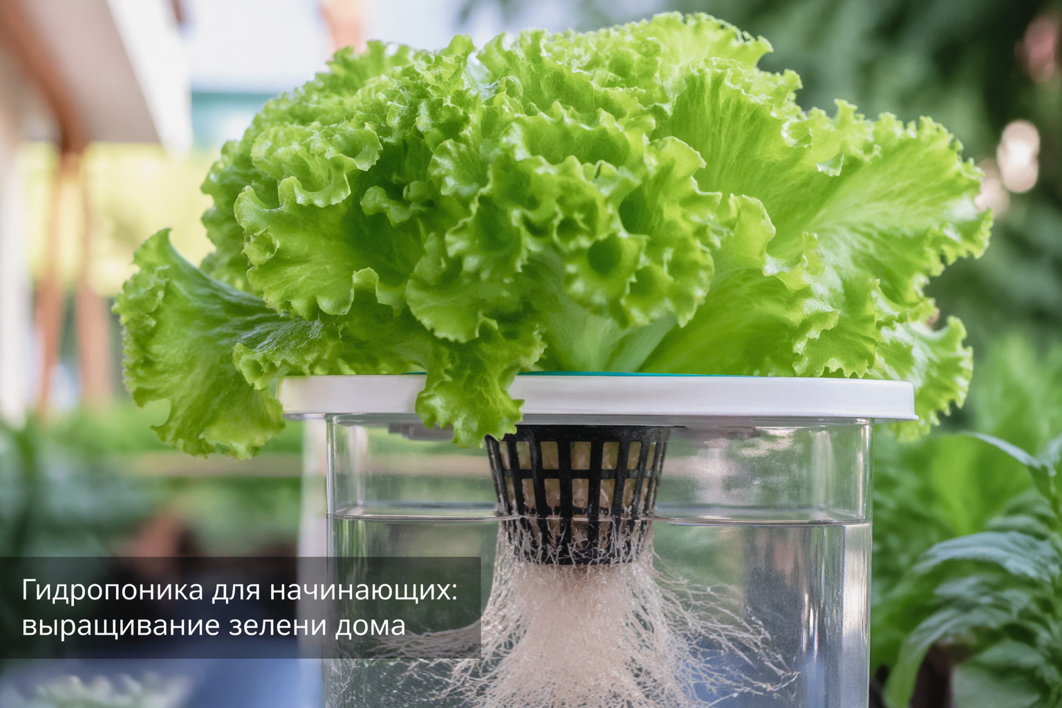 Гидропоника для начинающих: выращивание зелени дома