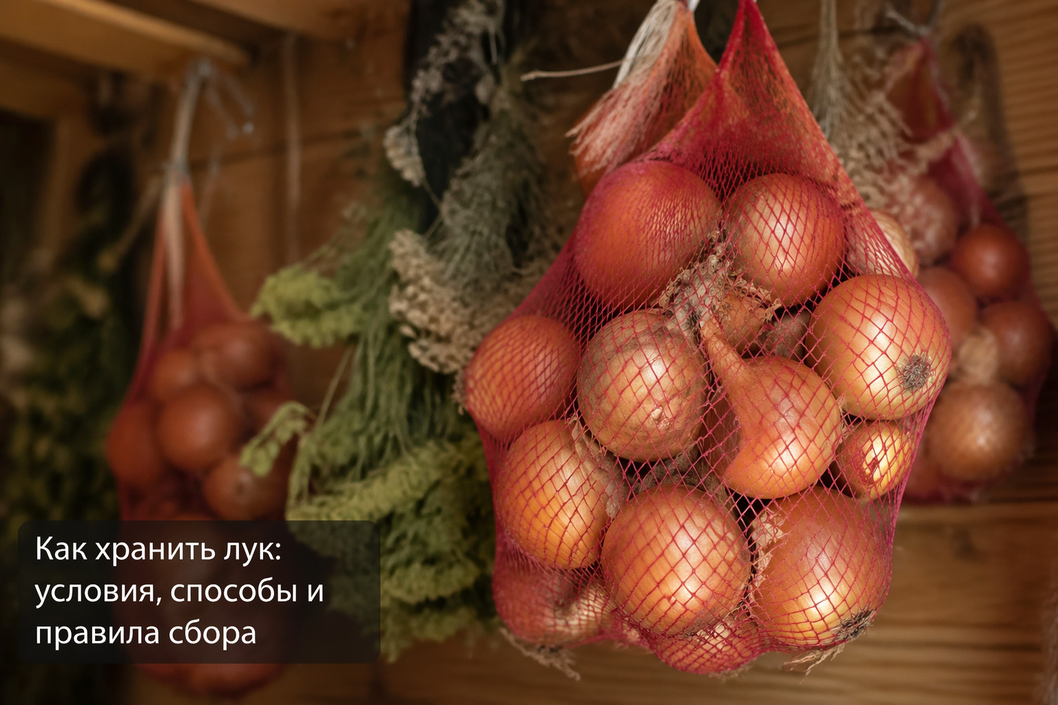 Как хранить лук: условия, способы и правила сбора