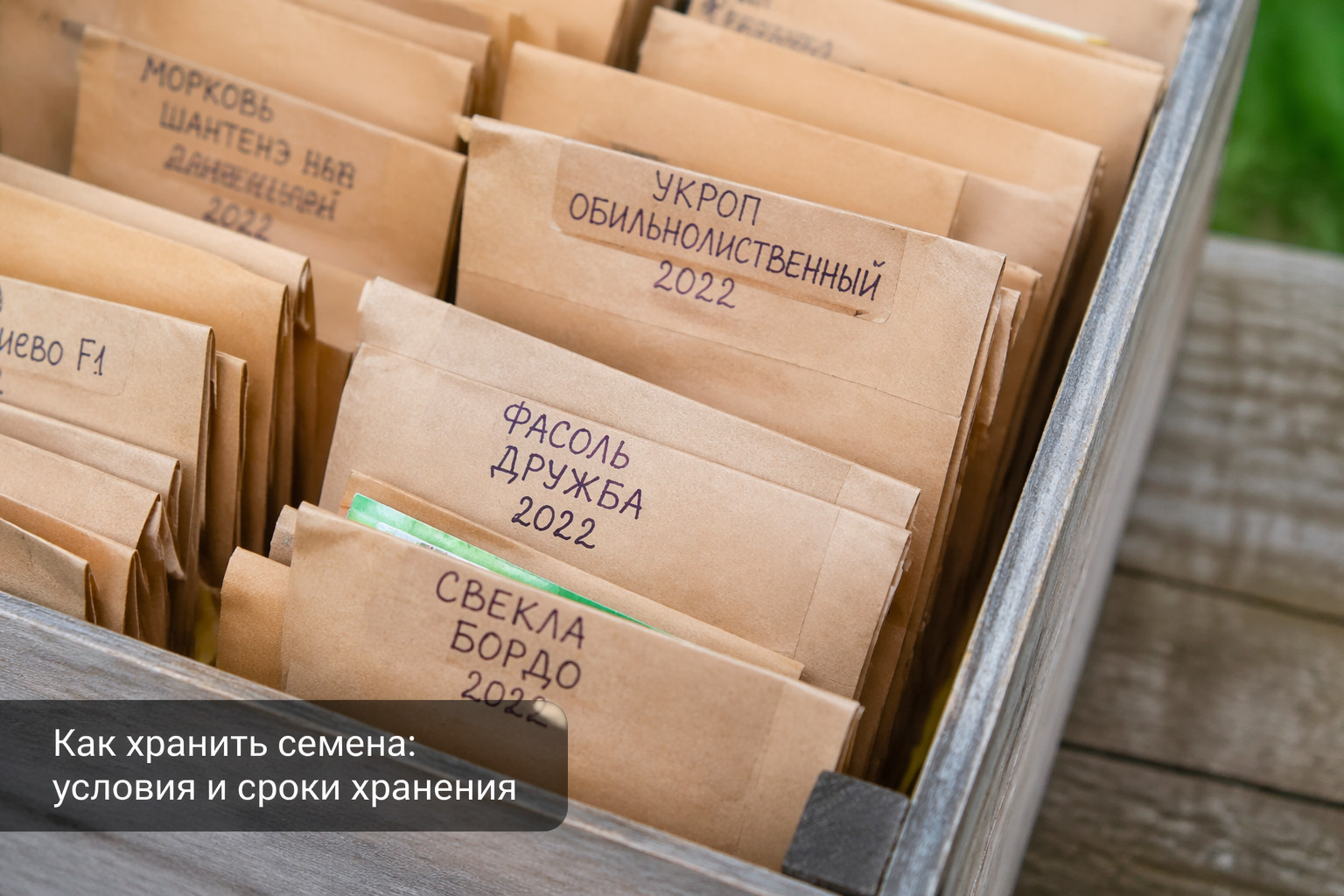 Как хранить семена: условия и сроки хранения