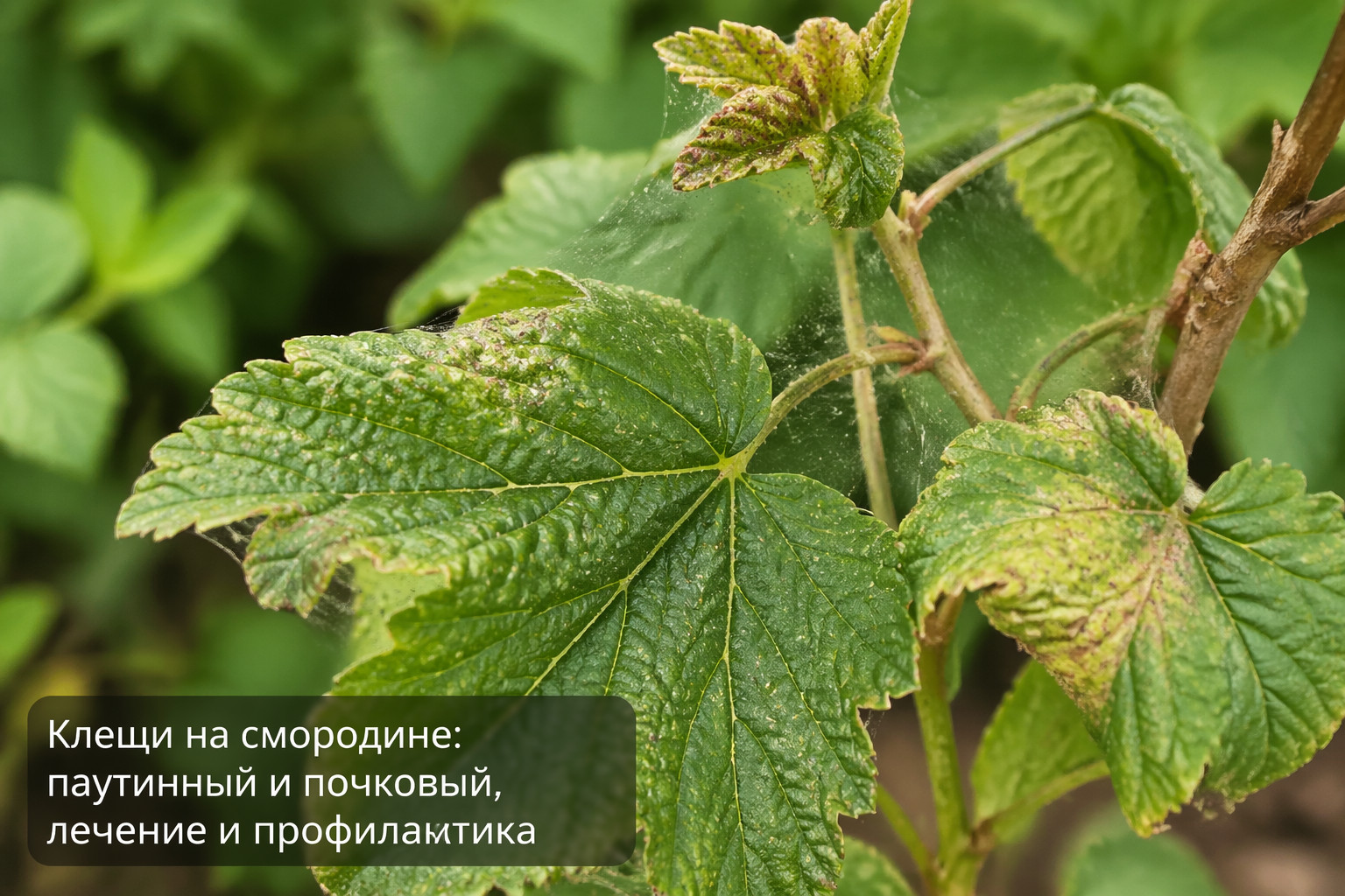 Клещи на смородине: паутинный и почковый, лечение и профилактика