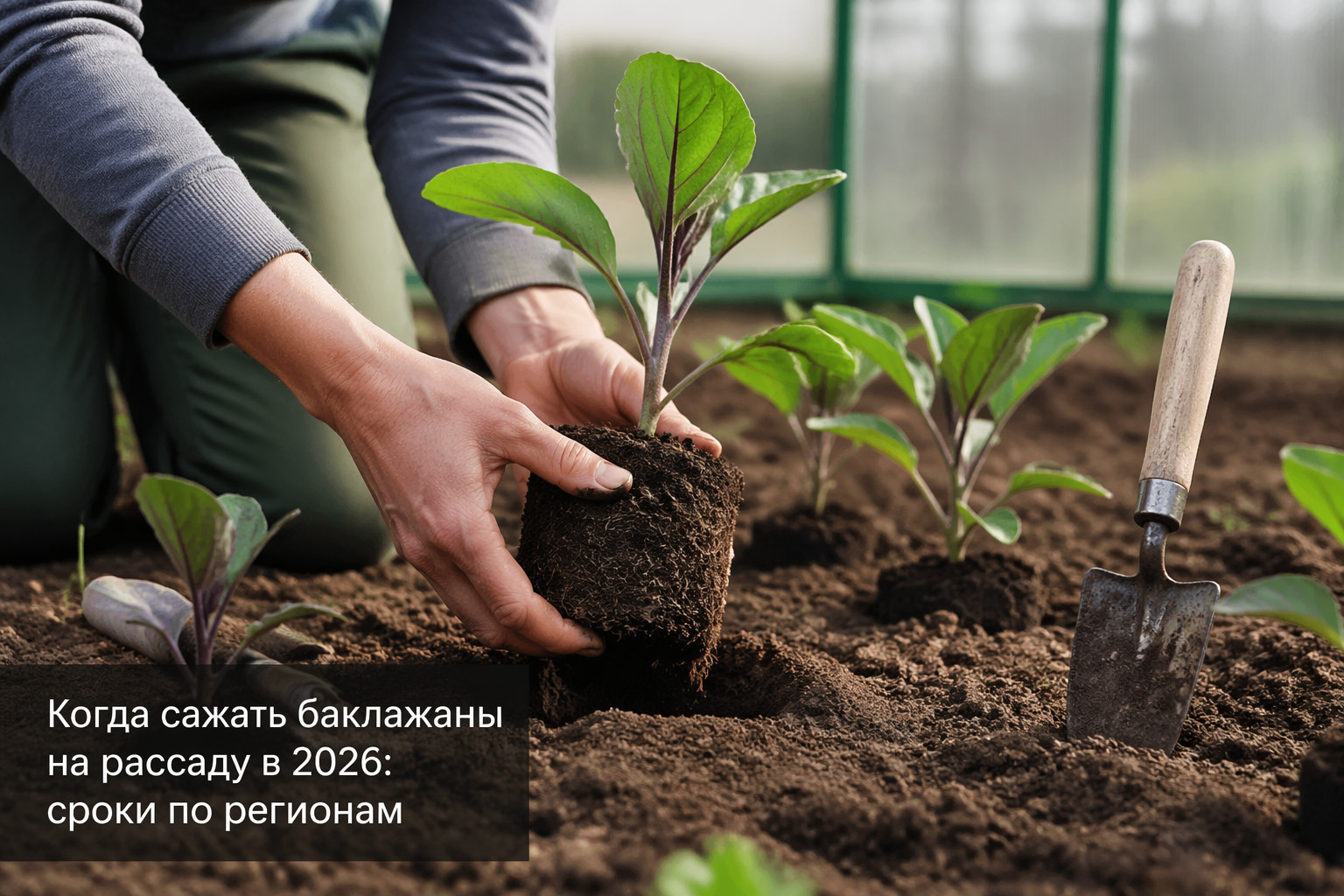 Когда сажать баклажаны на рассаду в 2026: сроки по регионам