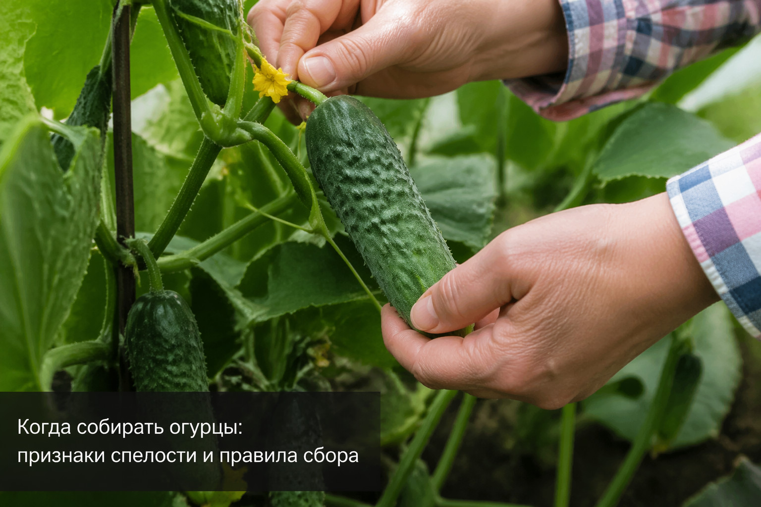 Когда собирать огурцы: признаки спелости и правила сбора