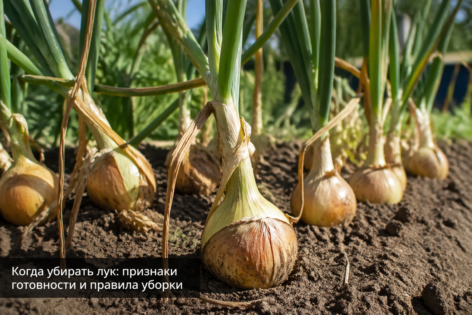 Когда убирать лук: признаки готовности и правила уборки