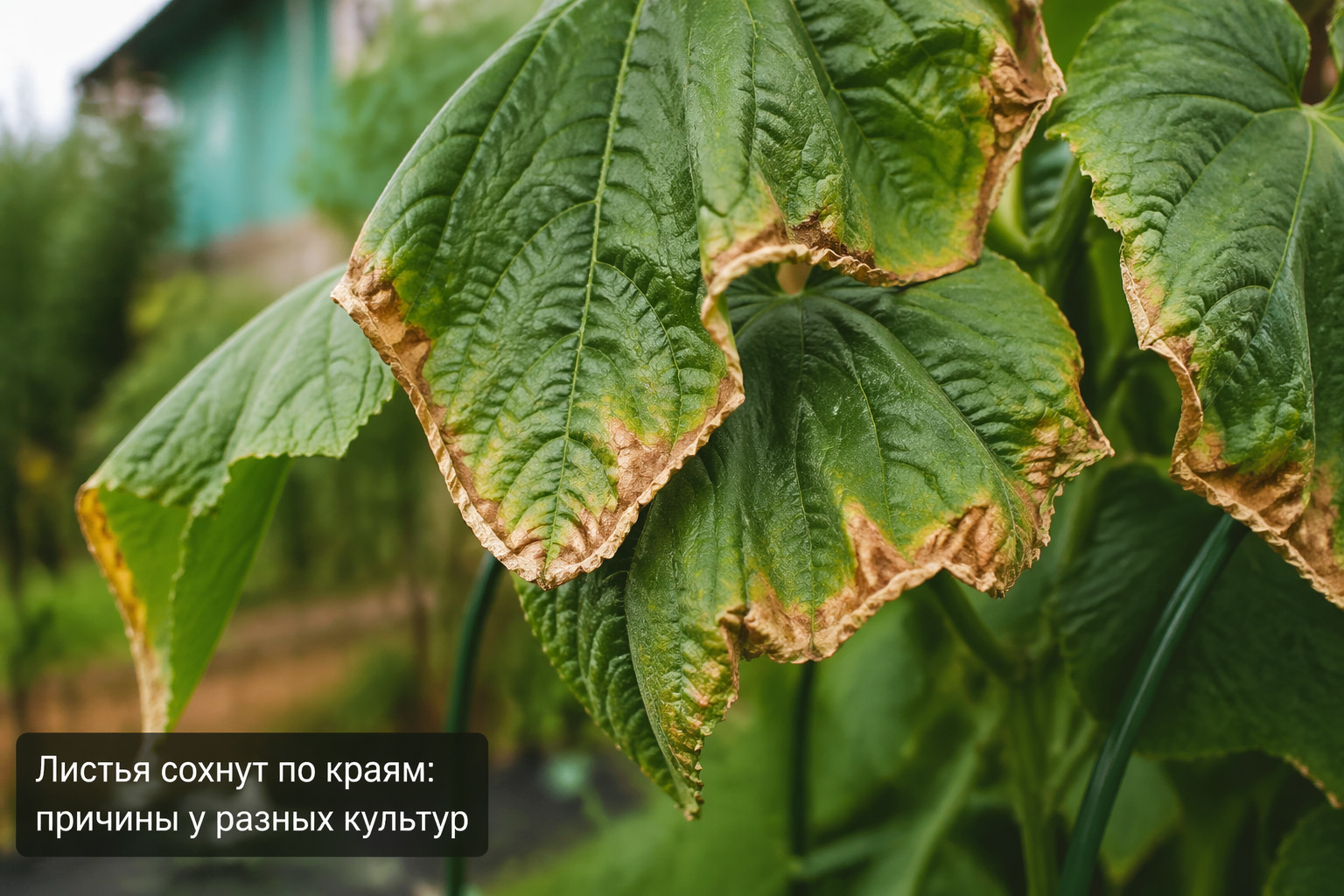 Листья сохнут по краям: причины у разных культур