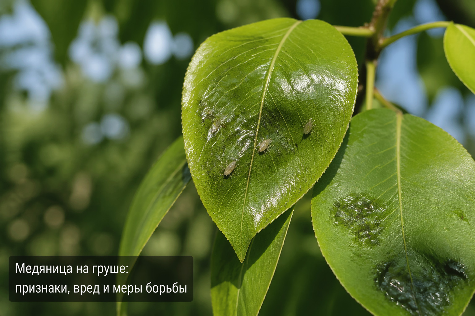 Медяница на груше: признаки, вред и меры борьбы