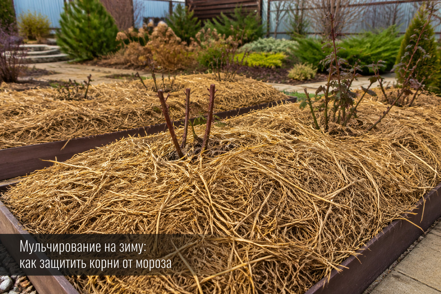 Мульчирование на зиму: как защитить корни от мороза