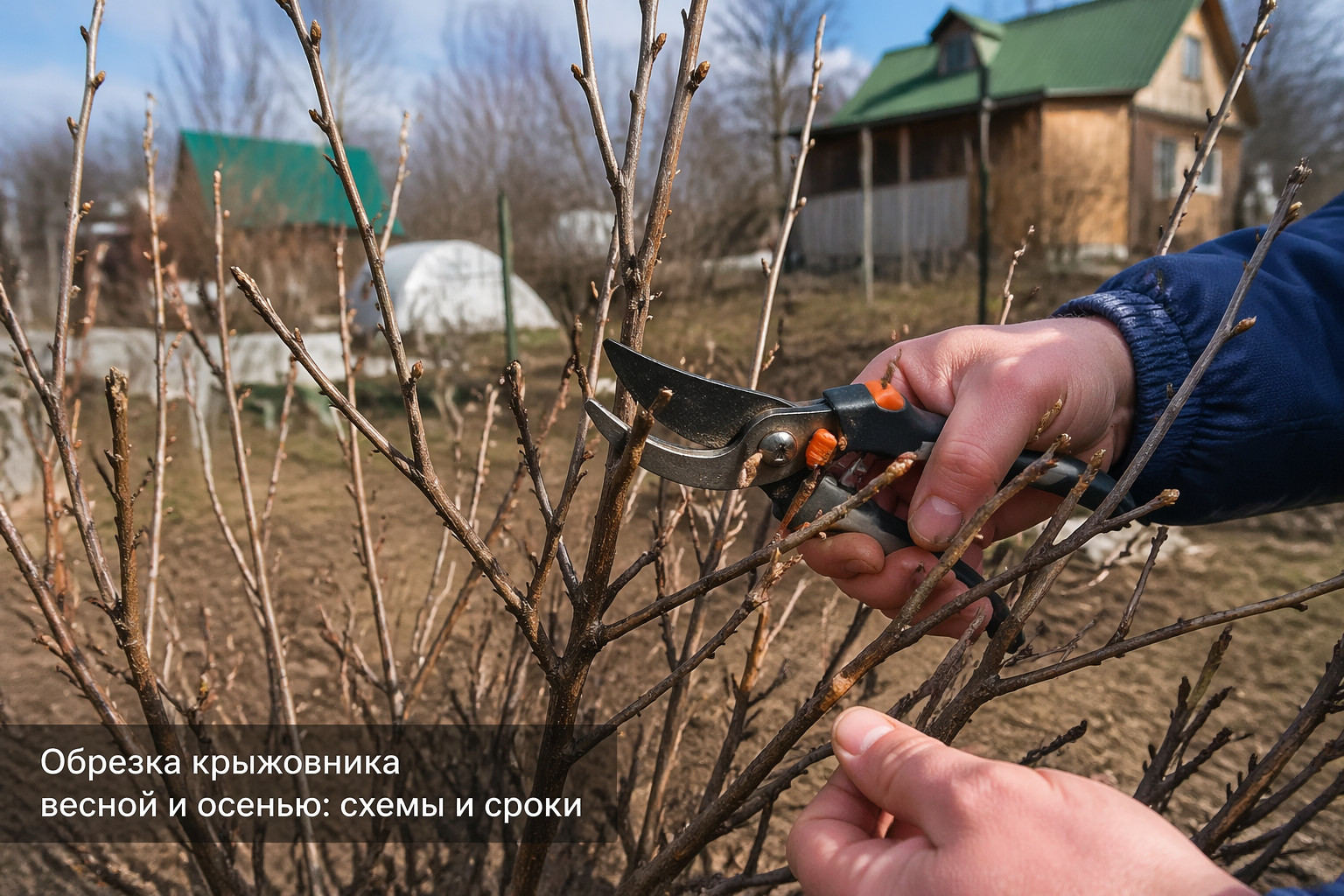 Обрезка крыжовника весной и осенью: схемы и сроки