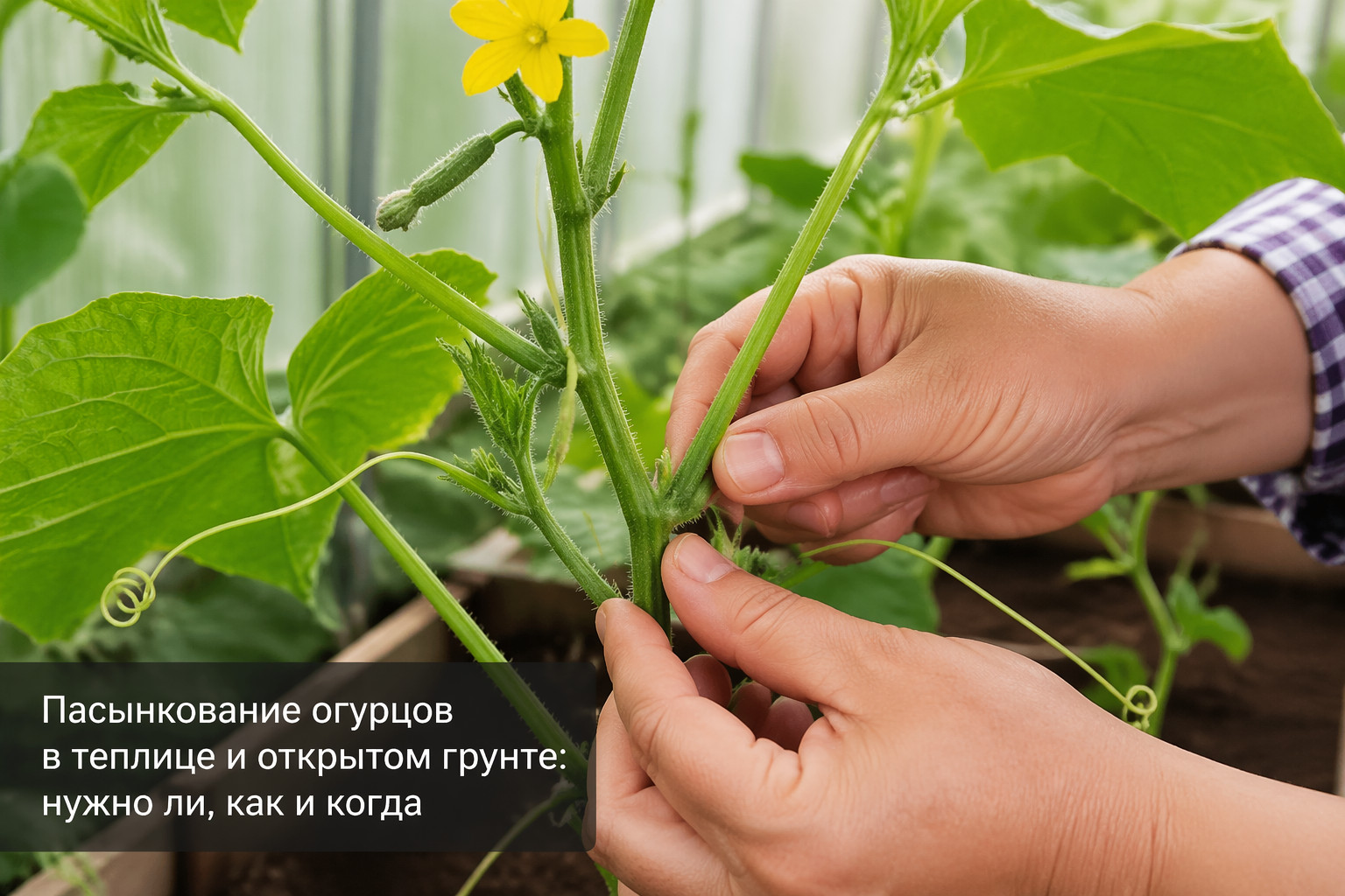 Пасынкование огурцов в теплице и открытом грунте: нужно ли, как и когда