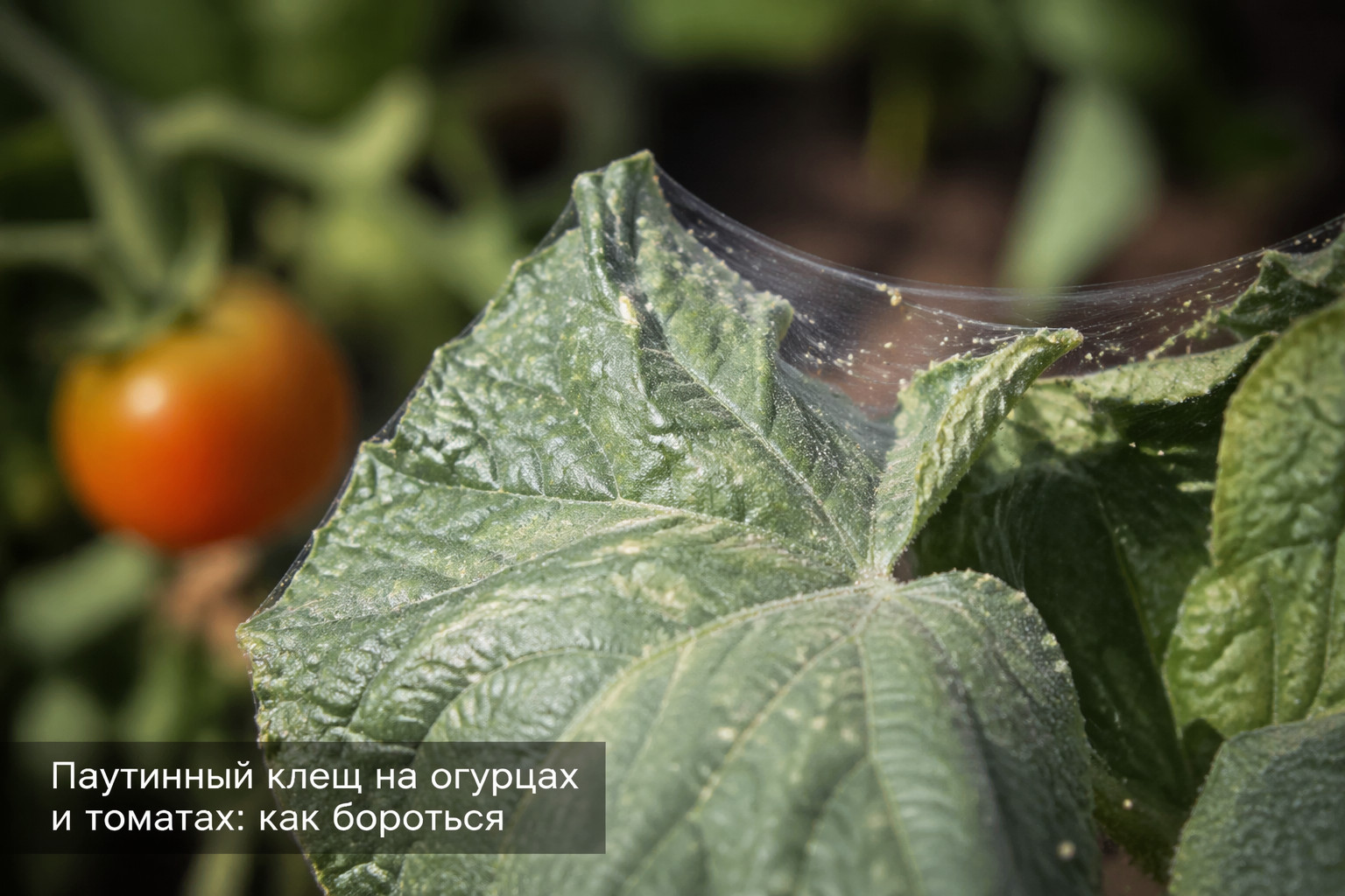Паутинный клещ на огурцах и томатах: как бороться