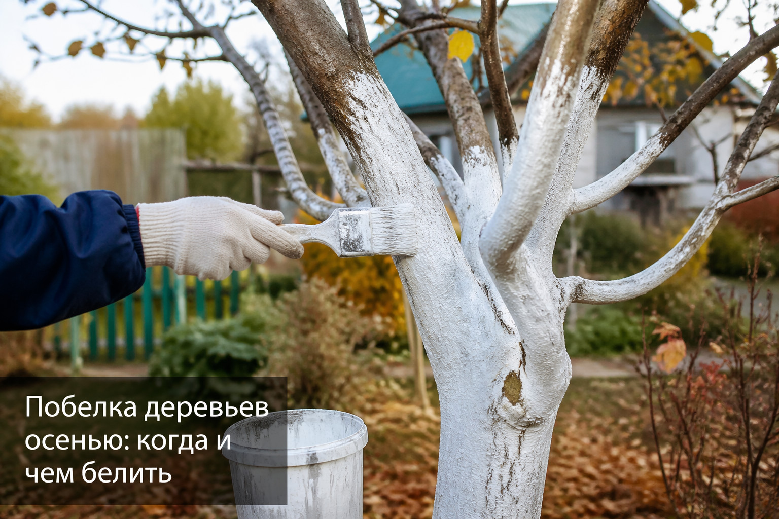 Побелка деревьев осенью: когда и чем белить