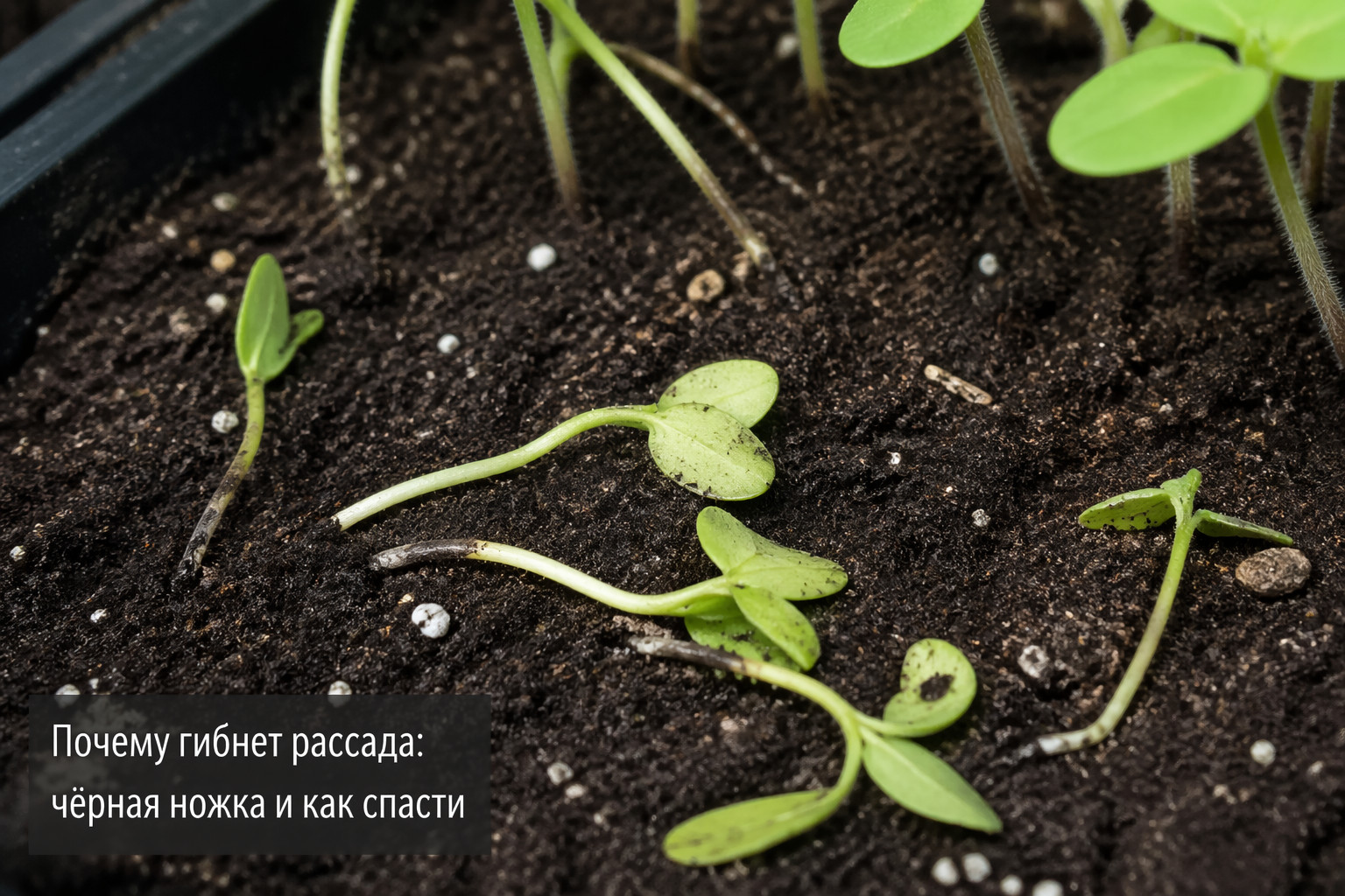 Почему гибнет рассада: чёрная ножка и как спасти