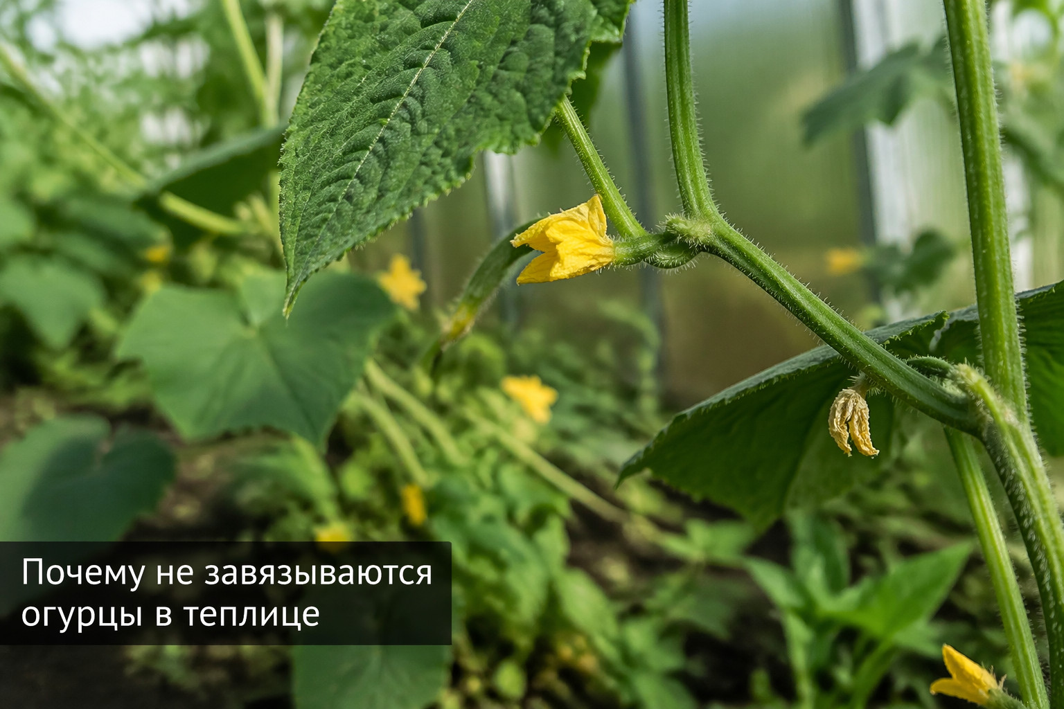 Почему не завязываются огурцы в теплице