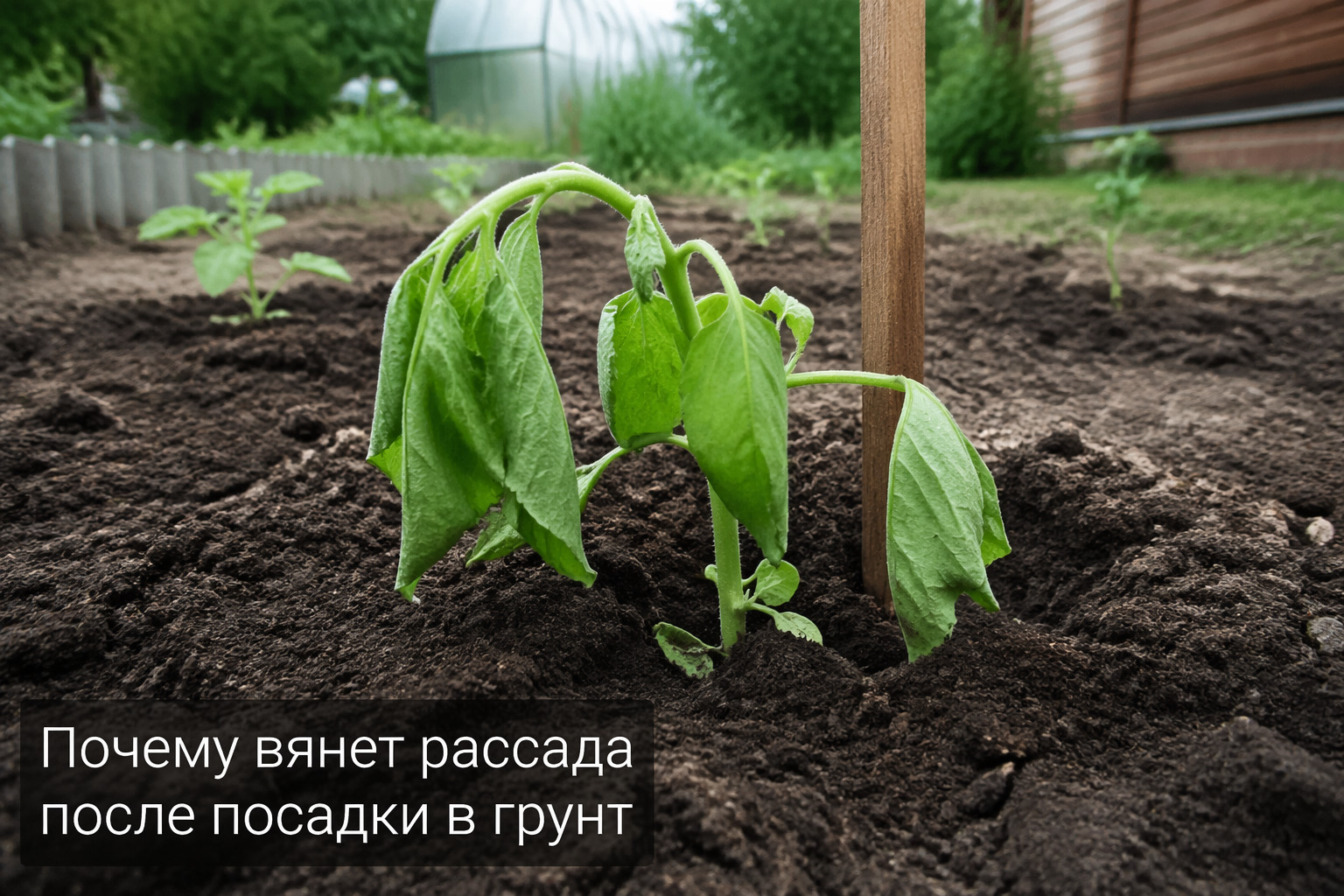 Почему вянет рассада после посадки в грунт