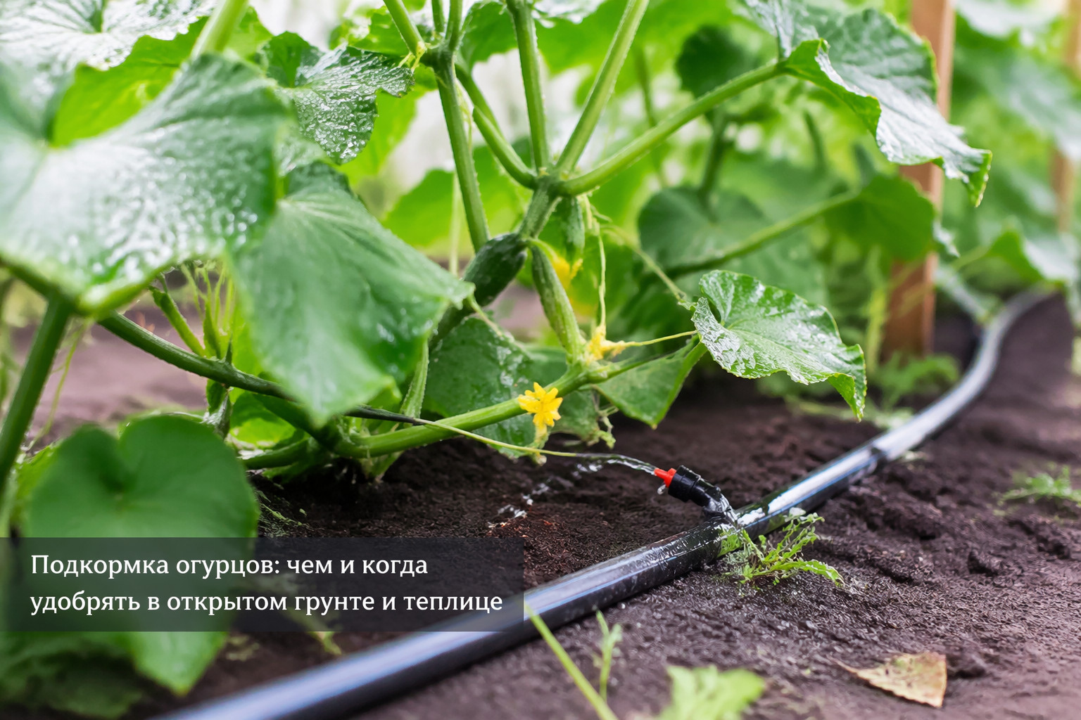 Подкормка огурцов: чем и когда удобрять в открытом грунте и теплице