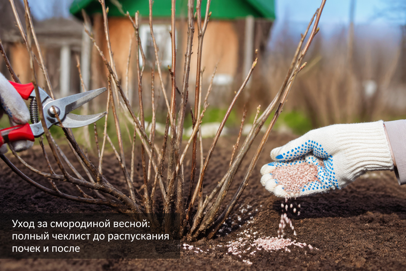 Уход за смородиной весной: полный чеклист до распускания почек и после