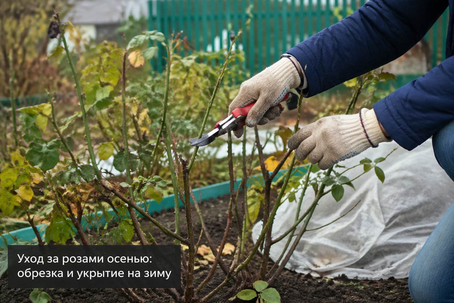 Уход за розами осенью: обрезка и укрытие на зиму