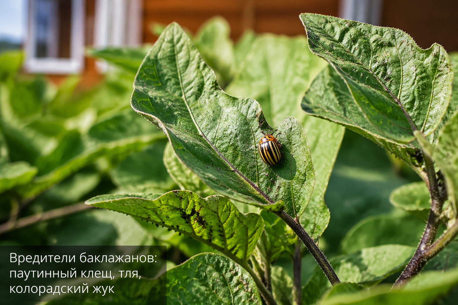 Вредители баклажанов: паутинный клещ, тля, колорадский жук