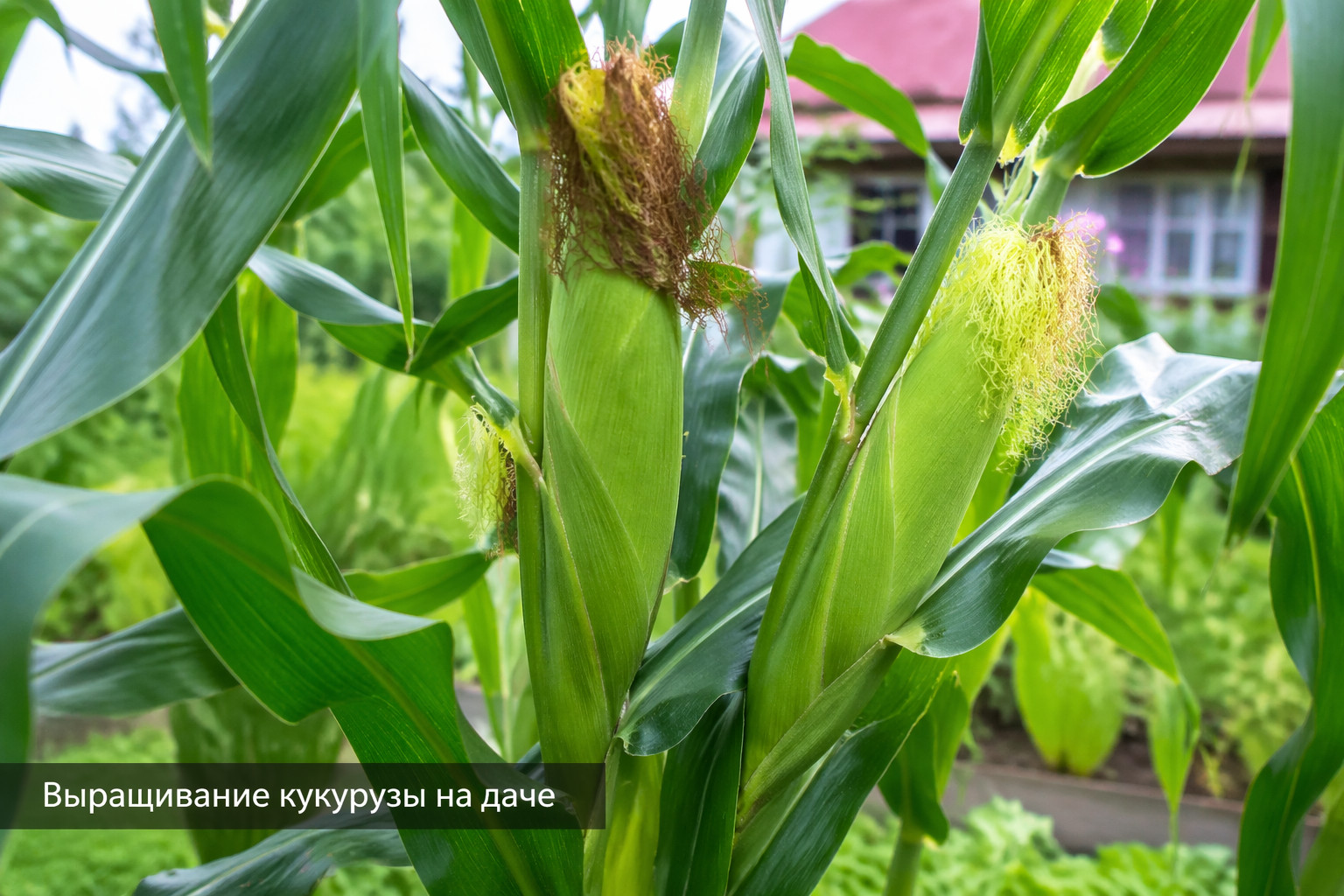 Выращивание кукурузы на даче