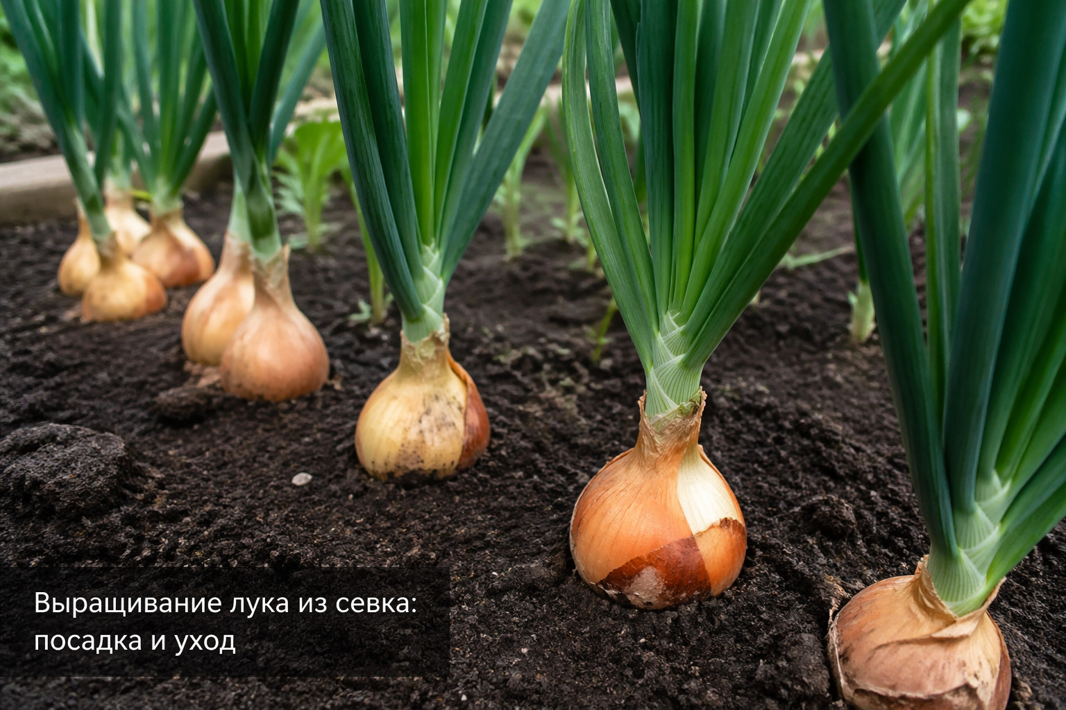 Выращивание лука из севка: посадка и уход