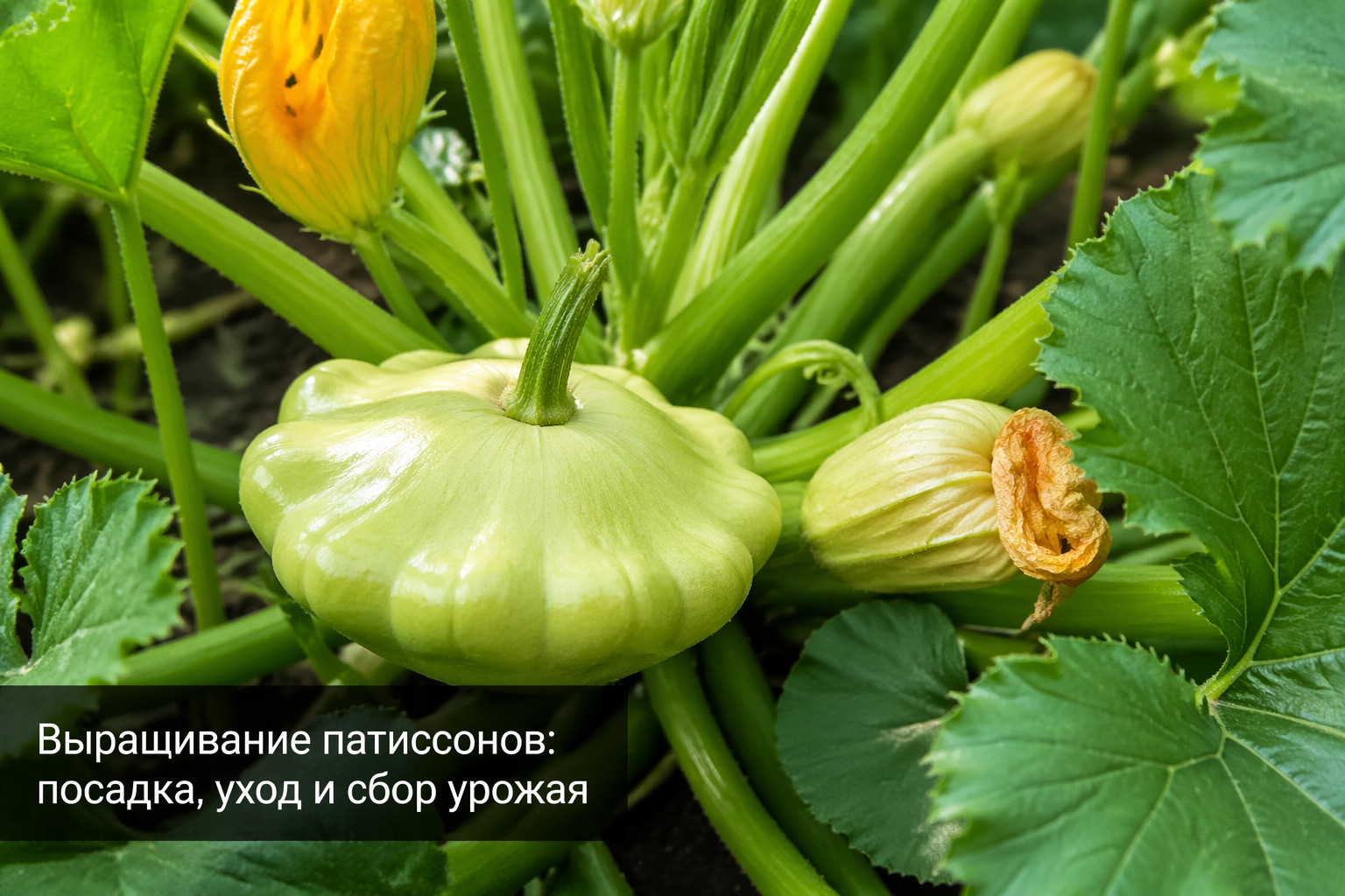 Выращивание патиссонов: посадка, уход и сбор урожая