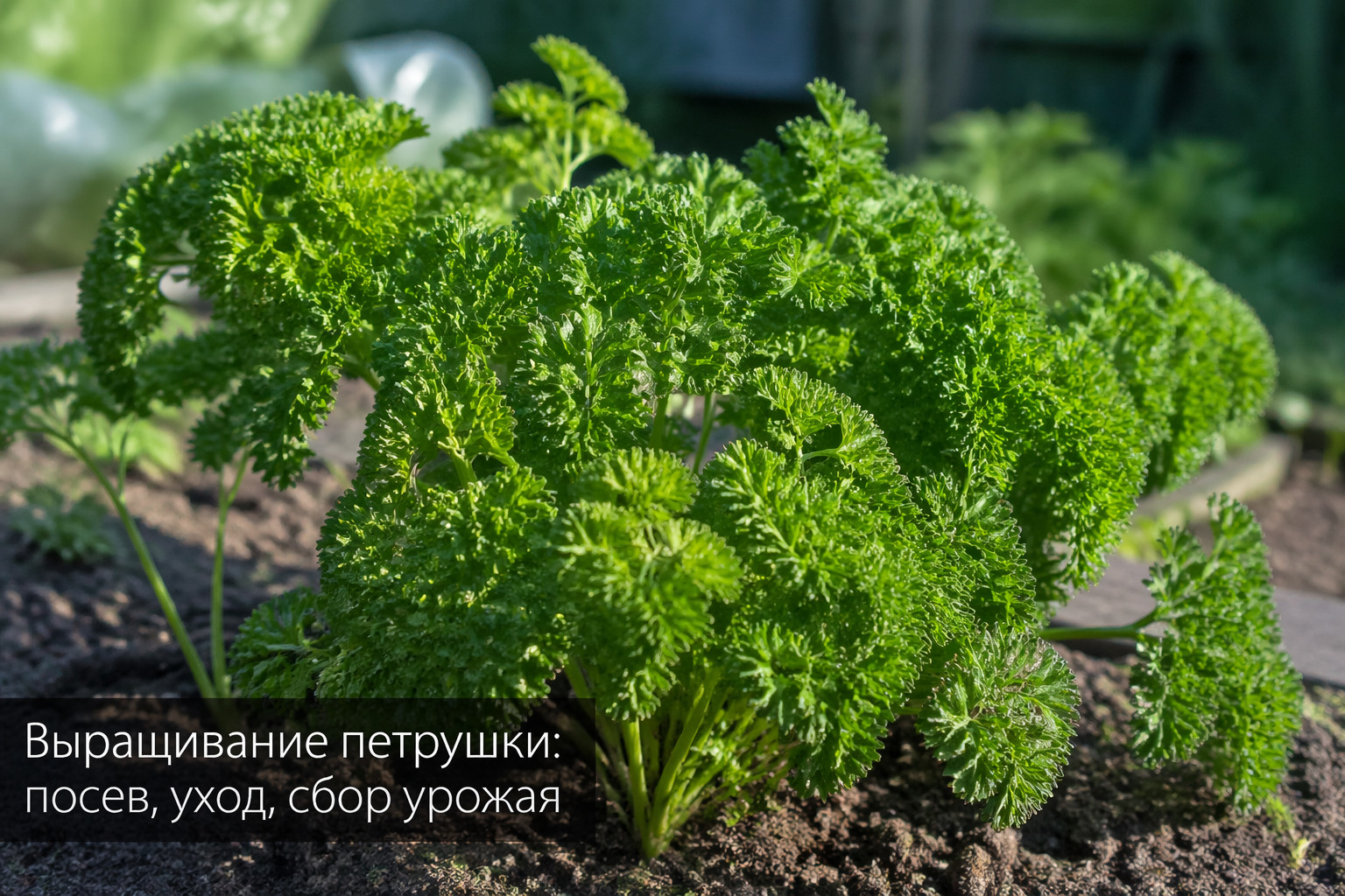 Выращивание петрушки: посев, уход, сбор урожая