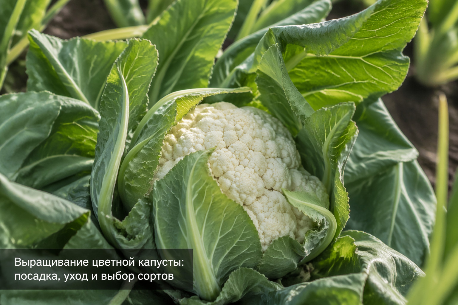 Выращивание цветной капусты: посадка, уход и выбор сортов