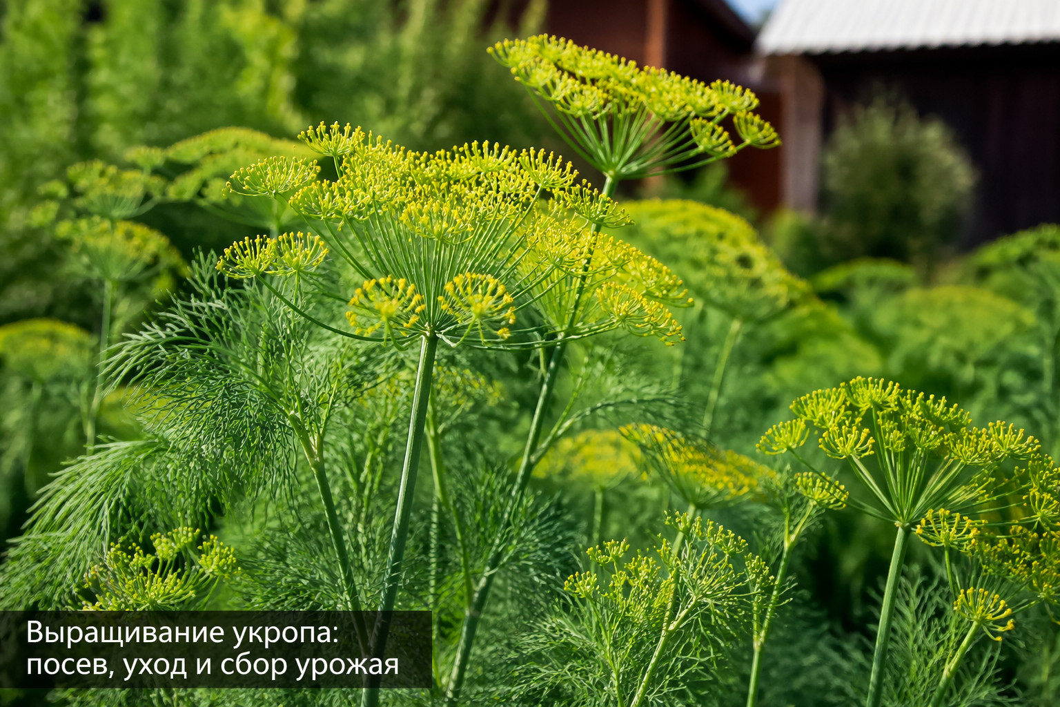 Выращивание укропа: посев, уход и сбор урожая