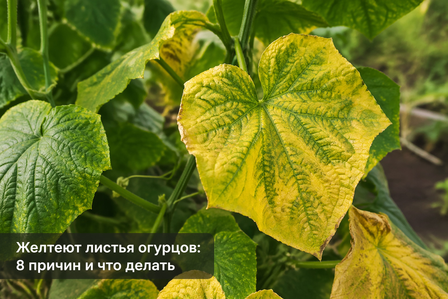 Желтеют листья огурцов: 8 причин и что делать